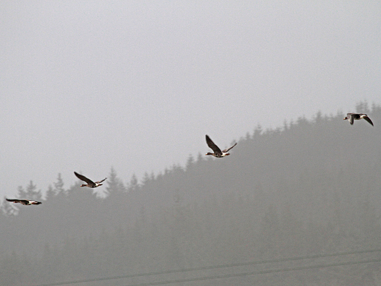 Greenland White-fronted Goose